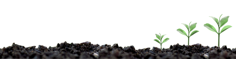 seedlings