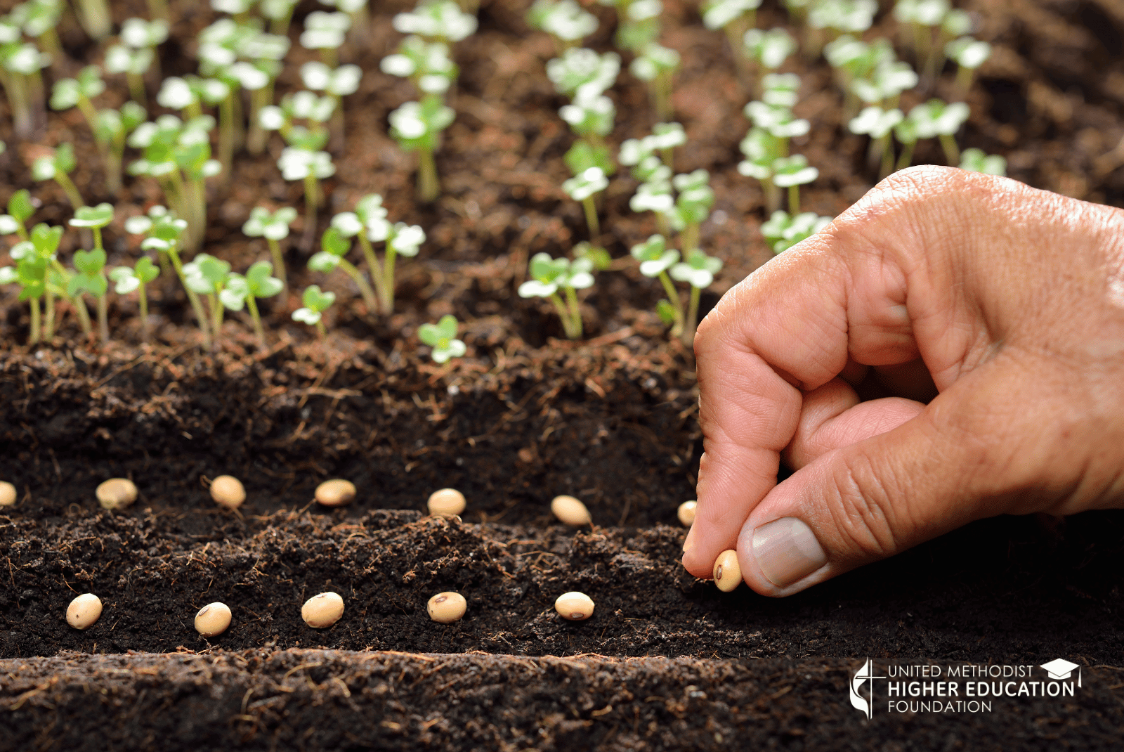 Sowing seeds
